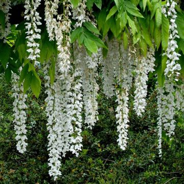 Wisteria floribunda Shiro-noda