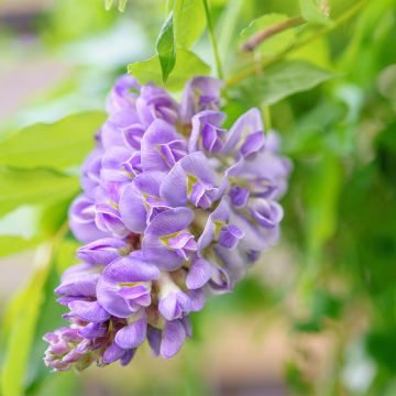 Wisteria frutescens