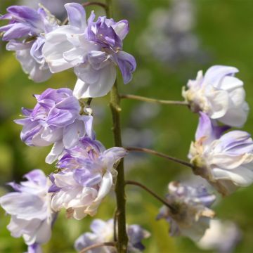 Wisteria floribunda Ed's Blue Dragon