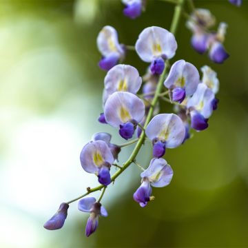 Wisteria floribunda Premature