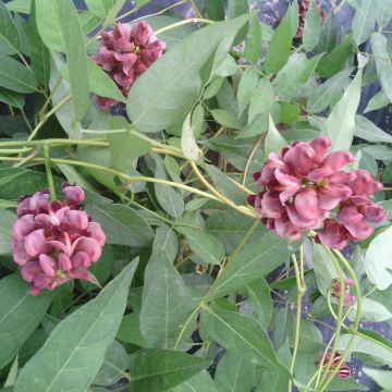 American Groundnut - Apios americana