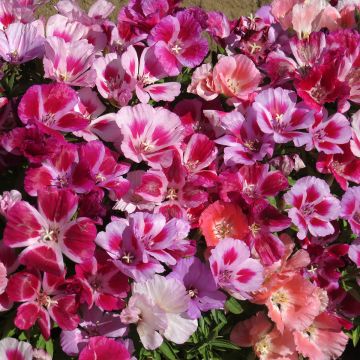 Dwarf Godetia Fruit Punch Mixed Seeds - Clarkia