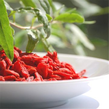 Goji Bio - Ferme de Sainte Marthe