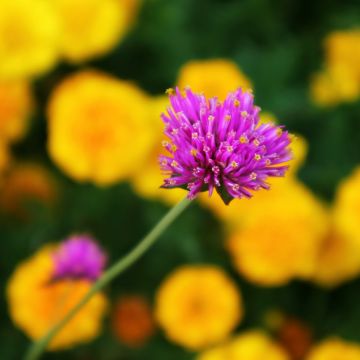 Gomphrena pulchella Truffula Pink