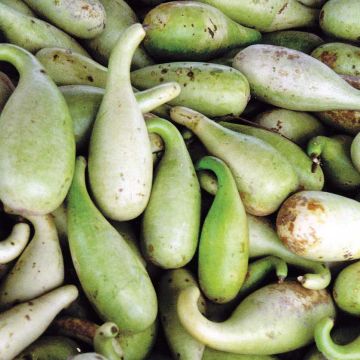 Organic Powder Pear Gourd - Ferme de Sainte Marthe seeds