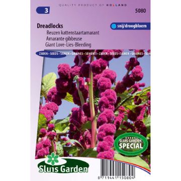 Amaranthus caudatus Dreadlocks Seeds - Love-Lies-Bleeding