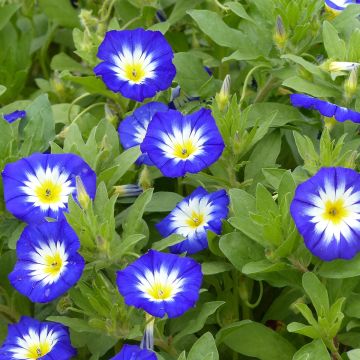 Blue Morning Glory - Convolvulus tricolor Royal Ensign seeds