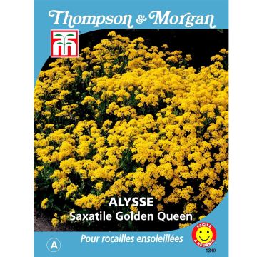 Alyssum saxatile Golden Queen - Basket of Gold