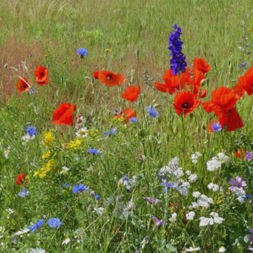 Oxipoli Seeds - Mix of nectar-rich and honey-producing annual flowers to cover 40m²