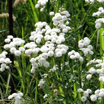 Achillea ptarmica Double Diamond - Yarrow