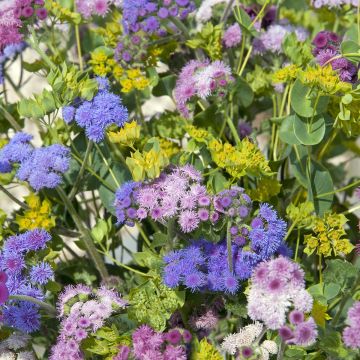 Ageratum houstonianum Timeless Mixed - Bluemink