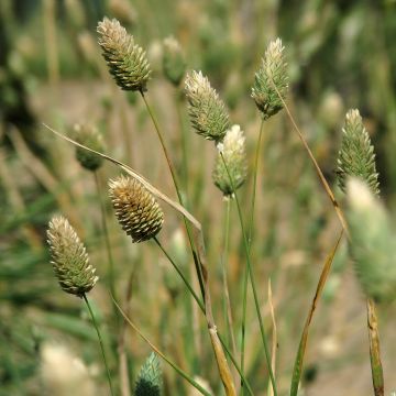 Phalaris canariensis 