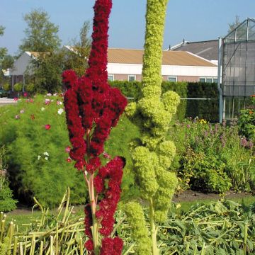 Amaranthus caudatus Fat Spike - Love-Lies-Bleeding