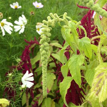 Amaranthus caudatus Pony Tails Mixed - Love-Lies-Bleeding