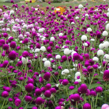 Gomphrena globosa Qis Formula Mix - Globe Amaranth