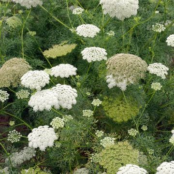 Ammi visnaga - Toothpick plant