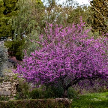 Cercis siliquastrum seeds - Judas tree