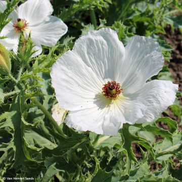 Argemone platyceras - Prickly Poppy