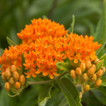 Asclepias tuberosa Seeds