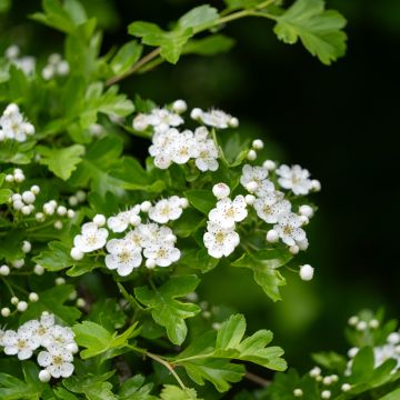 Crataegus monogyna - Hawthorn seeds