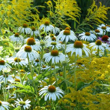 Graines d'Echinacea purpurea White Swan - Rudbeckia pourpre