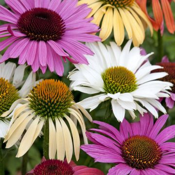 Seed of Echinacea 'Magic Box' - Purple Coneflower