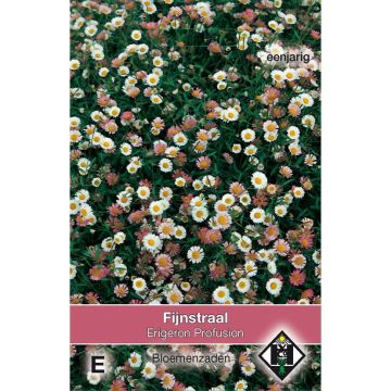 Erigeron karvinskianus Profusion Seeds - Mexican Daisy