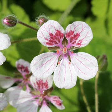 Erodium pelargoniflorum Sweetheart Seeds - Storksbill