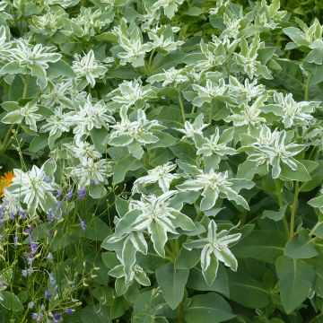 Euphorbia marginata 'Kilimanjaro'