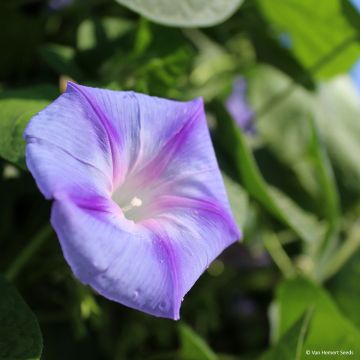 Ipomoea purpurea - Morning Glory Dacapo Light Blue Seeds
