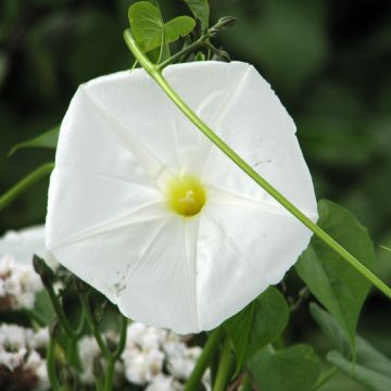 Ipomoea alba - Evening Glory