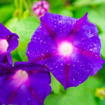 Ipomée Grandpa Ott - Ipomoea purpurea