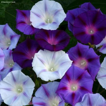 Ipomoea purpurea - Morning Glory Hazelwood Blues Seeds