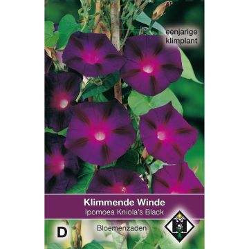 Ipomoea purpurea - Morning Glory Kniolas Black Seeds