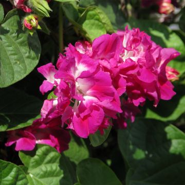 Ipomoea imperialis - Morning Glory Sunrise Serenade Seeds