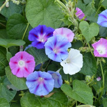 Ipomées tricolores en mélange - Ipomoea tricolor