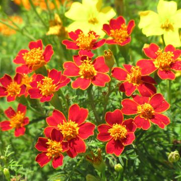 Seeds of Marigold Signet Paprika - Tagetes tenuifolia