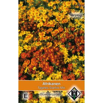 Signet Marigold Starfire Seeds - Tagetes tenuifolia