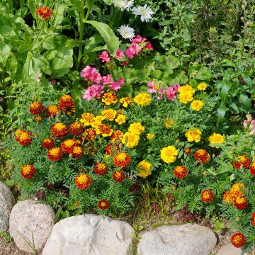 Seeds of Bonita Mixed Indian Marigold - Tagetes patula