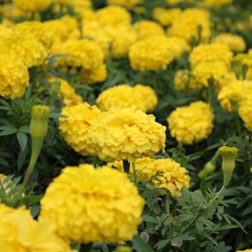 Œillet d'inde, Tagète Boy O Boy Yellow 