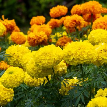 Oeillet d’Inde nain Petite Citroengeel - Tagetes patula nana