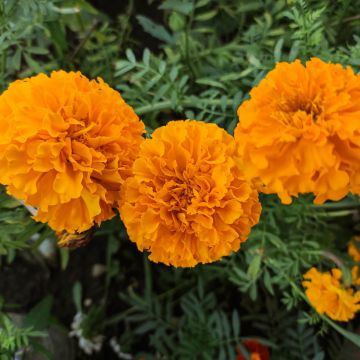 Oeillet d’Inde nain Tangerine - Tagetes patula nana