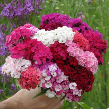 Dianthus  Summer Sundae 