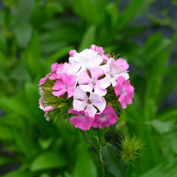 Dianthus barbatus 'Flora Pearl Appleblossom'