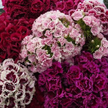 Dianthus barbatus 'Robustus Extra Mix'