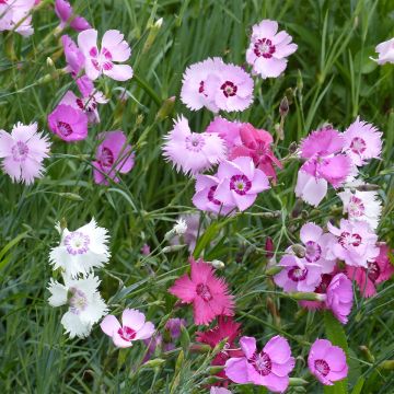 Feathered Pink Ipswich Pinks Mixed Seeds - Dianthus plumarius