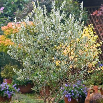 Olive Tree - Olea europaea