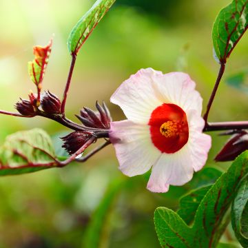 Hibiscus sabdariffa - Guinea Sorrel seeds