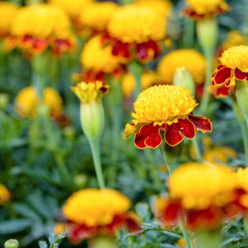 French marigold Tiger Eyes seeds - Tagetes patula