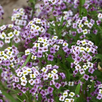 Lobularia maritima Royal Carpet